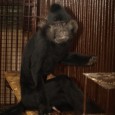 Děčínská zoo se může pochlubit světovým unikátem! Podle koordinátora Evropské plemenné knihy ESB chová nejstarší pár mangabejů černých napříč zoologickými zahradami celého světa. Hukan a Bábinka, jak se výjimeční opičáci jmenují, žijí v Zoo Děčín už úctyhodných jednatřicet let. „Do naší zoo přišli společně v roce 1980. Zoo je získala od překupníka z Holandska jako [...]