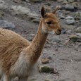 O dvě nové samice se v letošním roce rozrostlo stádo lam vikuní v děčínské zoologické zahradě. První přišla během letních měsíců ze Zoo Olomouc, druhá pak v minulém týdnu z polské Zoo Opole. Rozhodnutí k doplnění stáda vydal koordinátor chovu. „Do importu nových samic, jsme chovali pouze jednoho samce se samicí. Ten však začal být agresivní a často samici [...]
