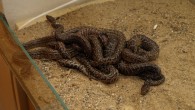 Druhým přírůstkem, jež přinesl radost do děčínské zoo, se stalo šest háďat hroznýšovců kubánských. Zajímavostí tohoto druhu je, že patří mezi vejcoživorodé. Znamená to, že se z těla matky rodí už životaschopná mláďata velká 60 až 70 centimetrů, která dokážou sama lovit dospělé myši, mláďata křečků, nebo potkanů. Porod si samice rozložila do několika dnů, [...]