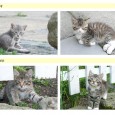Chcete nás? :o) Daruji koťátka 4 koťátka hledají nový domov pro své kočičí hrátky. K odběru ihned.
Bližší info na zabajz@seznam.cz nebo tel.: 724369677
