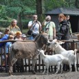 Jsme si vědomi toho, jak je nyní důležité držet při sobě a vzájemně si pomáhat, proto od čtvrtka 6. 6. najíždíme na následující režim:
1) děti (3 – 15 let) mají do odvolání vstup do zoo zdarma
2) zvláštní nabídka pro ty, kteří potřebují zajistit program pro své děti v době, kdy nefungují školy, školky: ve čtvrtek [...]