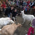 Děčínská zoo zahájila o tomto víkendu svou čtyřiašedesátou návštěvnickou sezónu. Pro příchozí přichystala akci, na které představila všechny novinky letošního roku. Nechyběla mezi nimi nově dovezená zvířata, mláďata i nové aktivity. Velkou pozornost věnovala zoo především mláďatům. Největší pak kůzlatům kozy domácí, jehněti ovce ouessantské a mláděti křepela korunkatého. Právě ti se totiž stali “horkými [...]