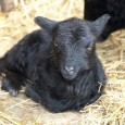 
Již potřetí bojuje děčínská zoo o prvenství v soutěži BabyZoom, kterou každoročně vyhlašuje Unie českých a slovenských zoologických zahrad a jejímž cílem je vybrat nejoblíbenější mládě z celkem 14 českých zoologických zahrad narozených v období od 1. září 2012 do 31. března 2013. Děčín posílá do boje o tento prestižní titul mládě ovce ouessantské, které [...]