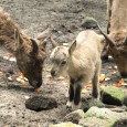 Smutnou povodňovou náladu rozveselilo v děčínské zoo mládě kozorožce kavkazského. Narodilo se v pondělí, je naprosto v pořádku a ačkoli je na svět jen pár dní, už vesele skotačí po expozici. Pohlaví ošetřovatelé prozatím neznají. Jde o první odchov tohoto druhu kopytníka v naší zoo! Zoo Děčín začala s chovem kozorožců kavkazských v roce 2007, [...]